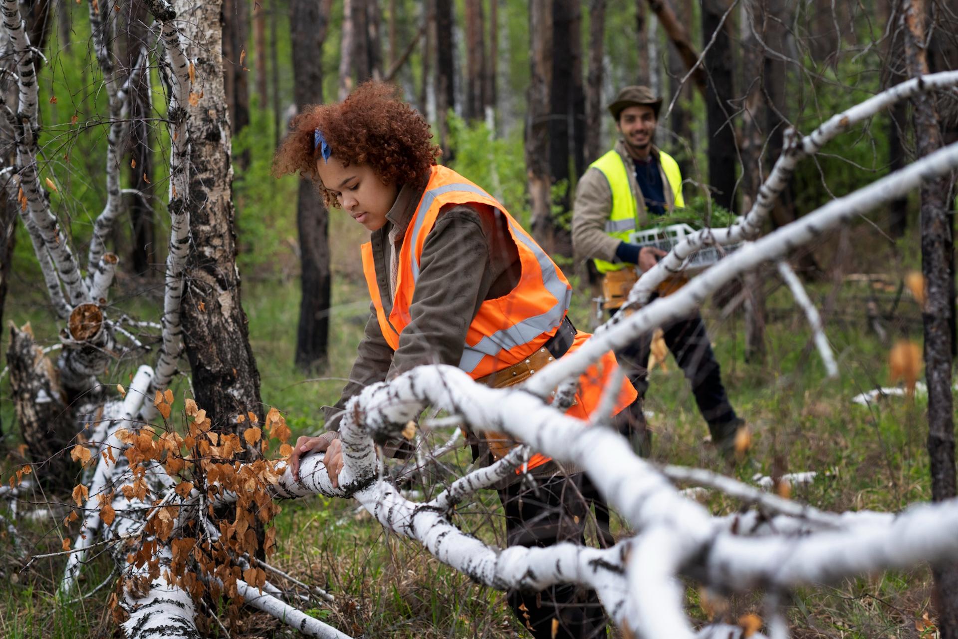 Hiring Tree Surgeons for Safe and Efficient Tree Removal