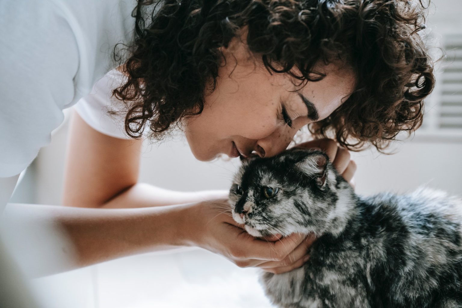Protect your cat